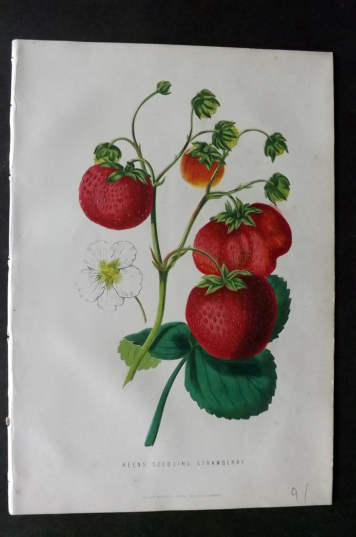 Anderson, James 1874 Fruit Print. Keen's Seedling Strawberry: Woodblock Published 1874, London for "The New Practical Gardener, and Modern Horticulturist" by James Anderson. Printed in colours and finished by hand. Paper Size: 9.5 x 6.5 inch (24 x 16.5cm) Good C