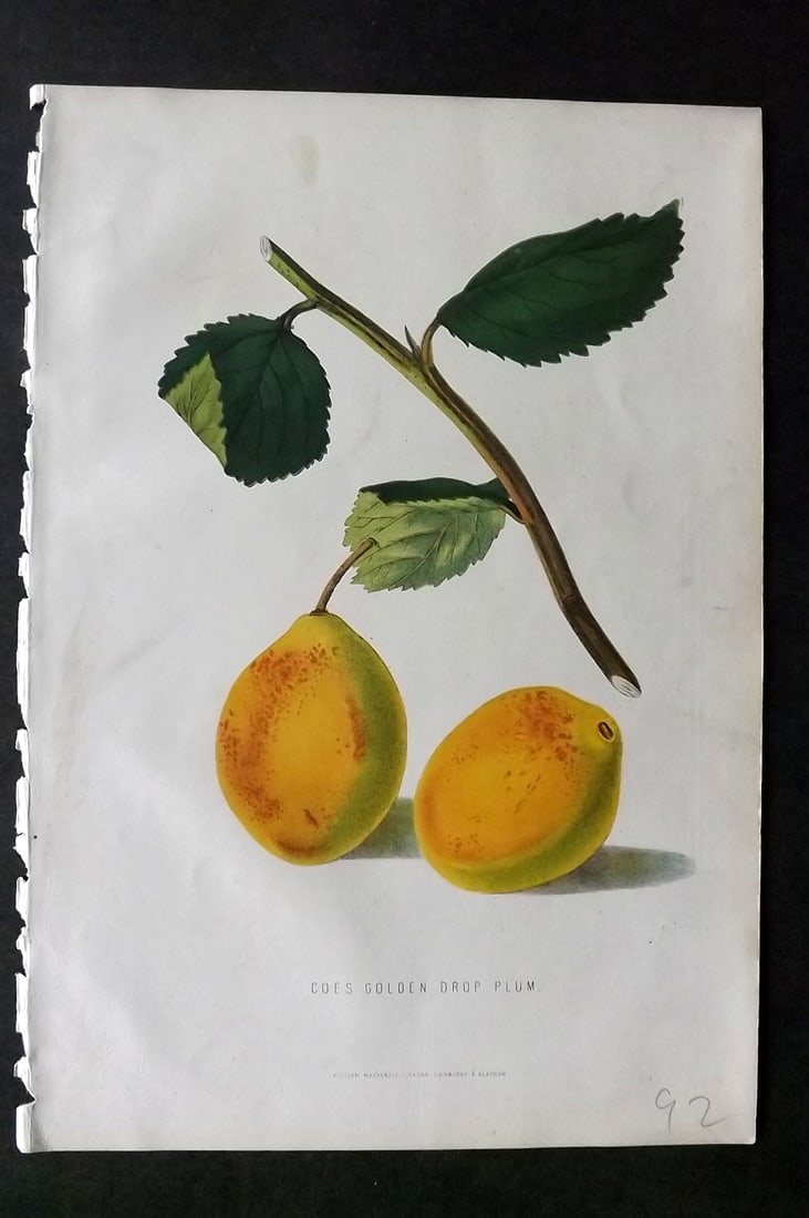 Anderson, James 1874 Fruit Print. Coes Golden Drop Plum: Woodblock Published 1874, London for "The New Practical Gardener, and Modern Horticulturist" by James Anderson. Printed in colours and finished by hand. Paper Size: 9.5 x 6.5 inch (24 x 16.5cm) Good C