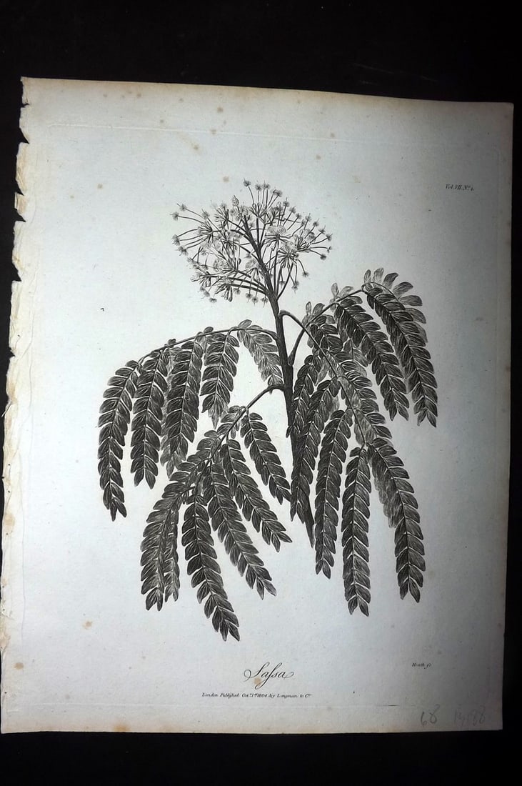 Bruce, James 1813 Antique Botanical Print. Sassa: Copper Plate Published 1813, Edinburgh for "Travels to discover the source of the Nile" by James Bruce. Paper Size: 12 x 9 inch (30 x 23cm) Very minor toning. Good Condition