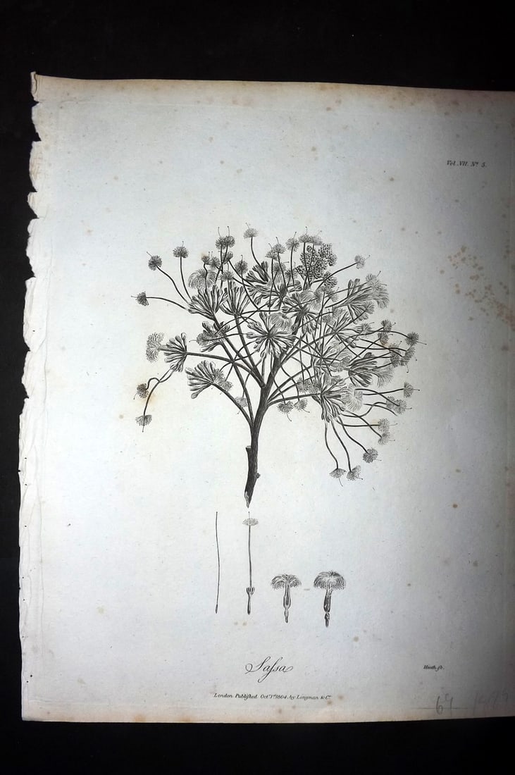 Bruce, James 1813 Antique Botanical Print. Sassa: Copper Plate Published 1813, Edinburgh for "Travels to discover the source of the Nile" by James Bruce. Paper Size: 12 x 9 inch (30 x 23cm) Very minor toning. Good Condition