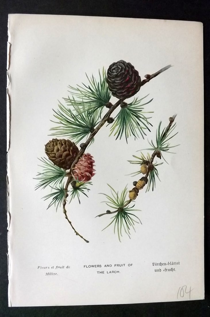 Boulger, George 1888 Pine Cone Botanical Print. Larch. 1st Edition: Chromolithographs Published 1887-88, London for "Familiar Trees" First Edition by George Boulger. Paper Size: 7 x 5 inch (18 x 13cm) Good Condition