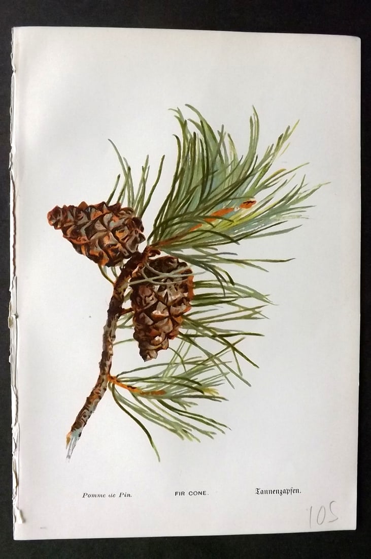 Boulger, George 1888 Pine Cone Botanical Print. Fir Cone. 1st Edition: Chromolithographs Published 1887-88, London for "Familiar Trees" First Edition by George Boulger. Paper Size: 7 x 5 inch (18 x 13cm) Good Condition