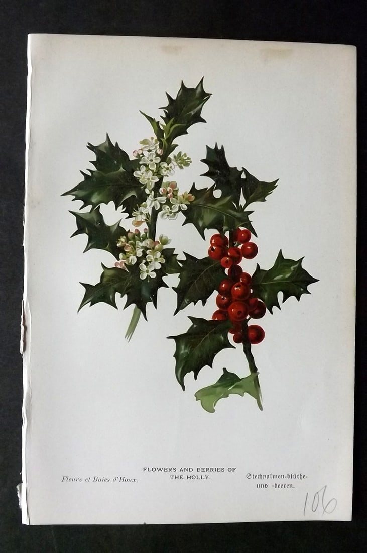 Boulger, George 1888 Pine Cone Botanical Print. Holly. 1st Edition: Chromolithographs Published 1887-88, London for "Familiar Trees" First Edition by George Boulger. Paper Size: 7 x 5 inch (18 x 13cm) Good Condition