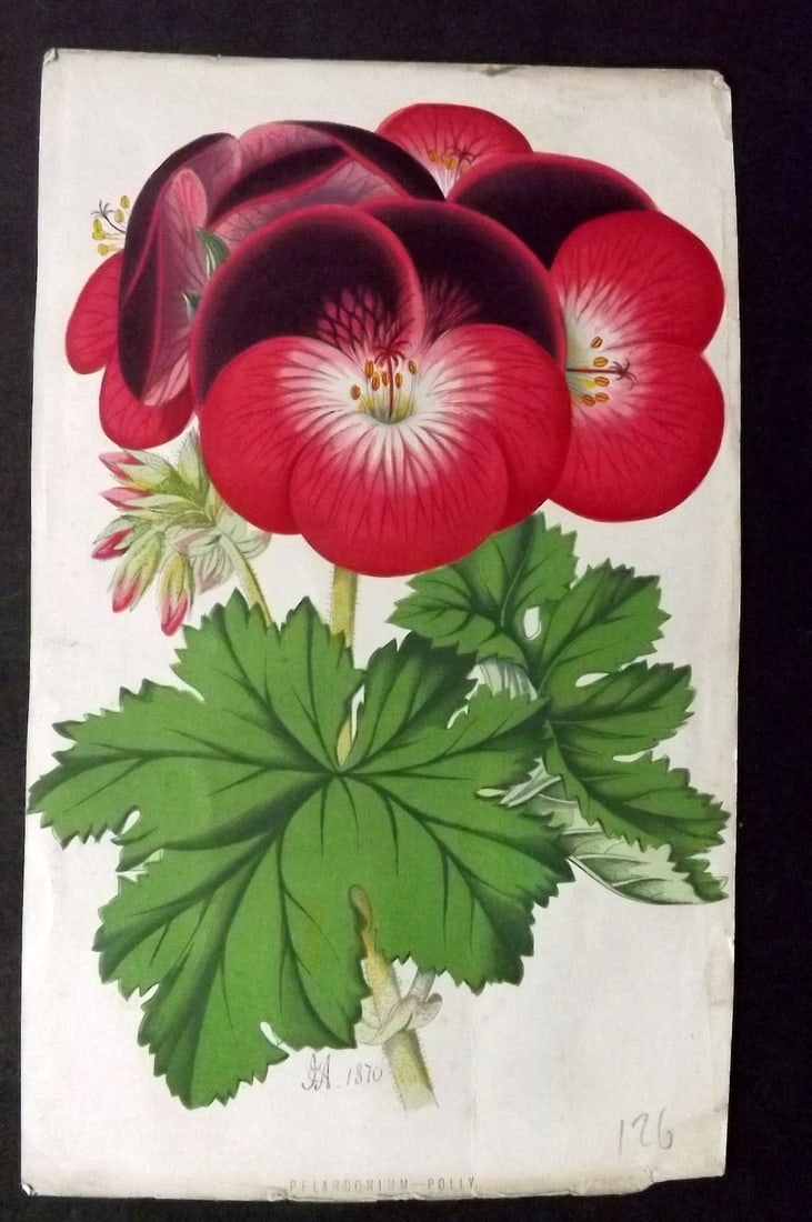 Hibberd, Shirley C1870 Botanical Print. Pelargonium - Polly: Antique Colour Printed Woodblock Published 1858-80, London for "The Floral World" by Shirley Hibberd. Paper Size: 8 x 5.5 inch (21 x 14cm) Good Condition