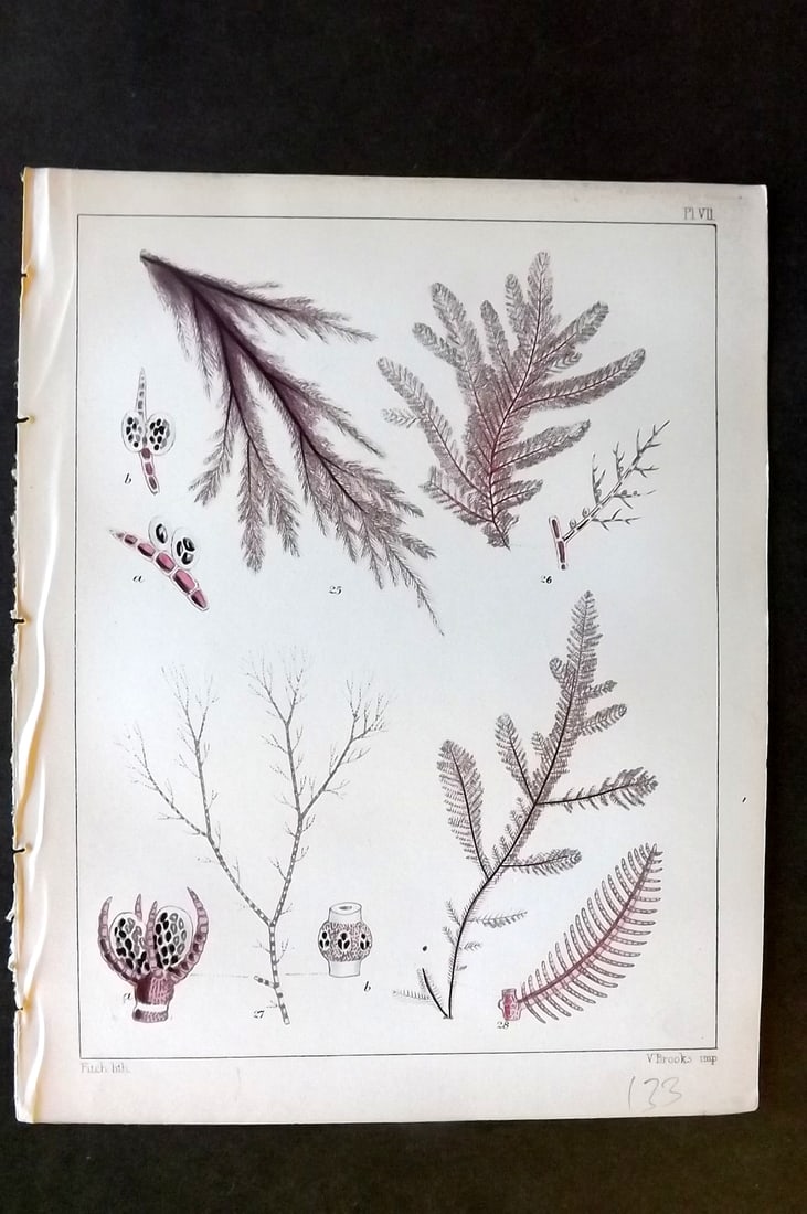 Landsborough, David 1851 Hand Col Seaweed Print. Callithamnion, Ceramium, Ptilota 07: Hand Coloured Lithograph Published 1851, London for "A Popular History of British Sea-Weeds?" by the Rev. David Landsborough. Paper Size: 6 x 5 inch (16 x 13cm) Good Condition