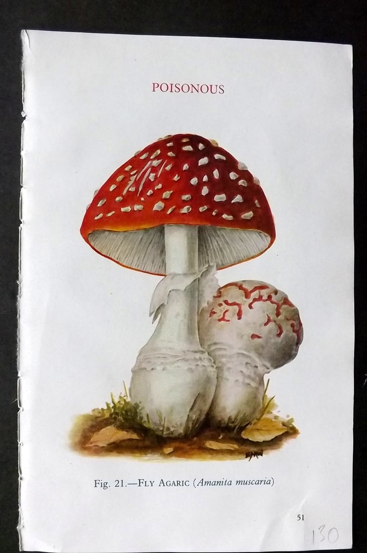 MAFF 1947 Mushroom Fungi Print. Fly Agaric 21: Offset Lithograph Published 1947, London for "Edible and Poisonous Fungi" by the Ministry of Agriculture & Fisheries (MAFF) Descriptive text to verso but this relates to the adjacent plate. Paper Size