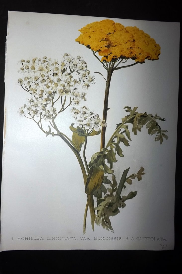 Moon, H. G. 1903 Folio Botanical Print. Achillea Lingulata: Chromolithograph Published 1903-05, London for "Flora and Sylva" Illustrated by H. G. Moon. Paper Size: 12 x 9 inch (30 x 23cm) Good Condition