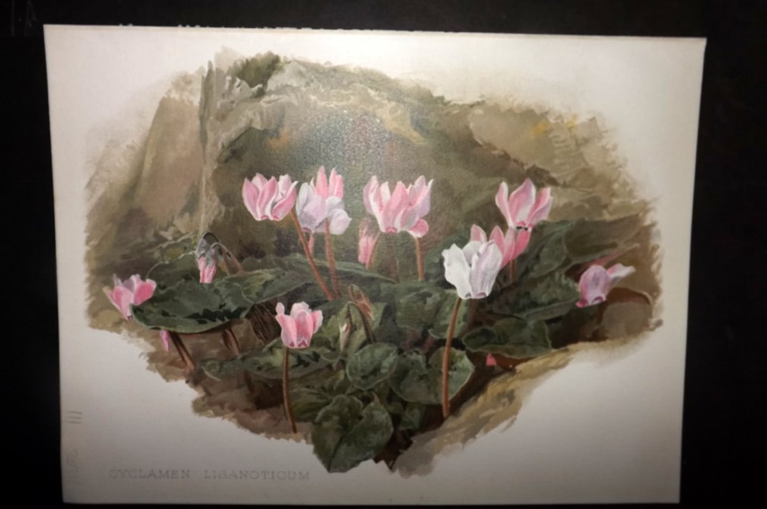 Moon, H. G. 1905 Botanical Print. Cyclamen Libanoticum.: Chromolithograph Published 1903-05, London for "Flora and Sylva" Illustrated by H. G. Moon. Paper Size: 12 x 9 inch (30 x 23cm) Good Condition