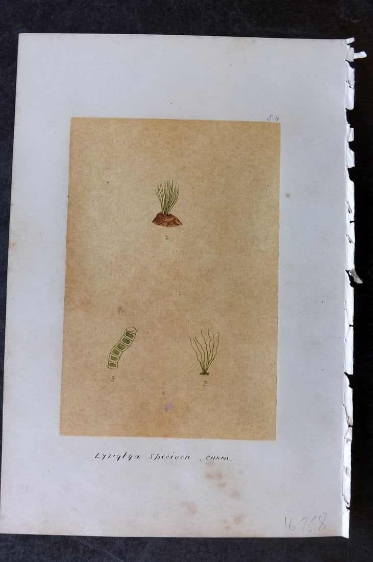 Original Art C1875 Seaweed. Lyngrya Speciosa 54 (1 of 1)