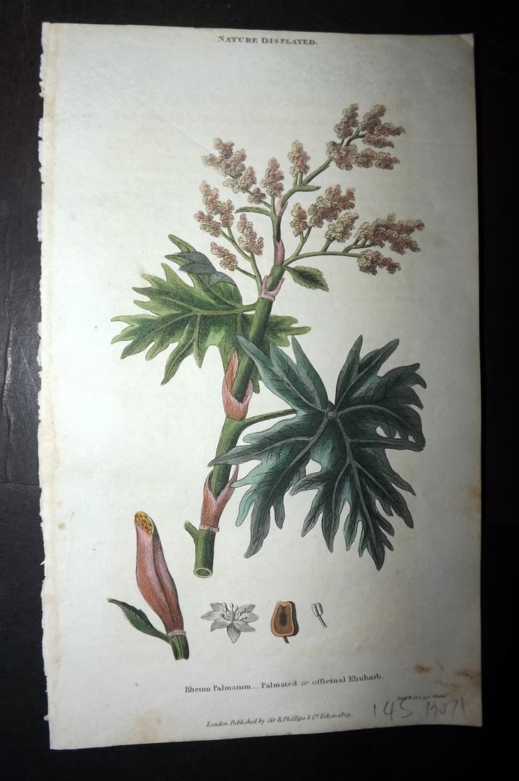 Shaw, Simeon 1823 Hand Col Botanical Print. Palmated or Officinal Rhubarb: Copper Plate Published 1823, London for "Nature Displayed in the Heavens, and on the Earth" by Simeon Shaw. Folds as issued. Paper Size: 8 x 4.5 inch (20 x 12cm) Very minor margin toning. Good Conditi