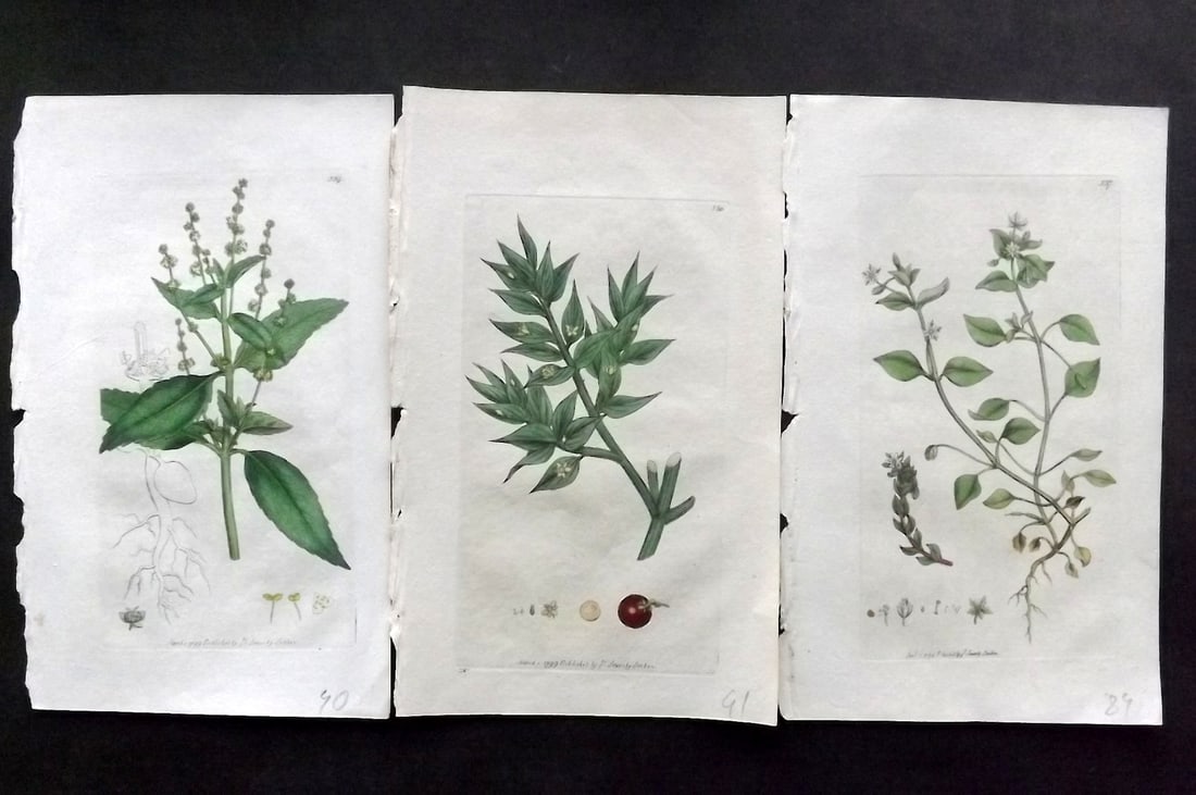 Sowerby, James C1800 Lot of 3 Hand Col Botanical Prints. 1st Edition (1 of 1)