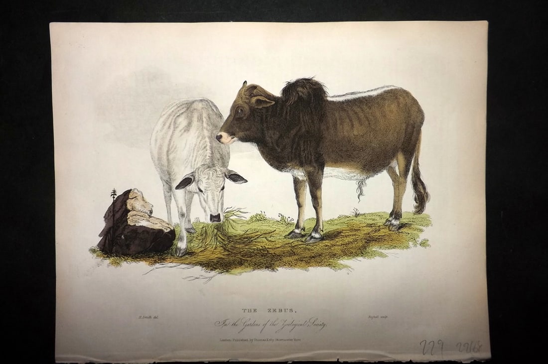 Buffon, Smellie & Huish 1862 Hand Col Print. Zebus: Hand Colored Etching/Engraving Published 1862 by Thomas Kelly, London for "A Natural History, General and Particular..." by The Comte de Buffon and William Smellie. A New and Enlarged Edition, also co