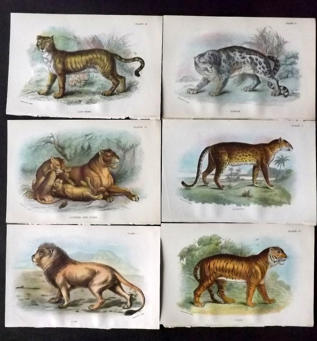 Lloyds 1896 Lot of 6 Antique Prints. Big Cats, Lion Tiger etc: Chromolithograph Published 1894-97, London for "Lloyds's Natural History" Edited by R. Bowdler Sharpe, W. F. Kirby, H. O. Forbes, R. Lydekker, and W. R. Olive-Grant. Illustrated after Keulemans, Gould