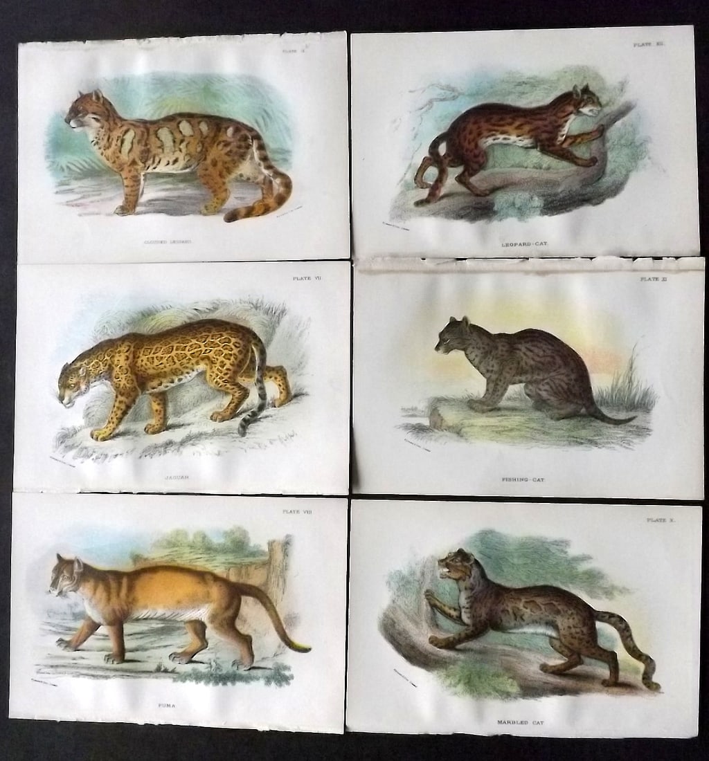 Lloyds 1896 Lot of 6 Antique Prints. Big Cats: Chromolithograph Published 1894-97, London for "Lloyds's Natural History" Edited by R. Bowdler Sharpe, W. F. Kirby, H. O. Forbes, R. Lydekker, and W. R. Olive-Grant. Illustrated after Keulemans, Gould