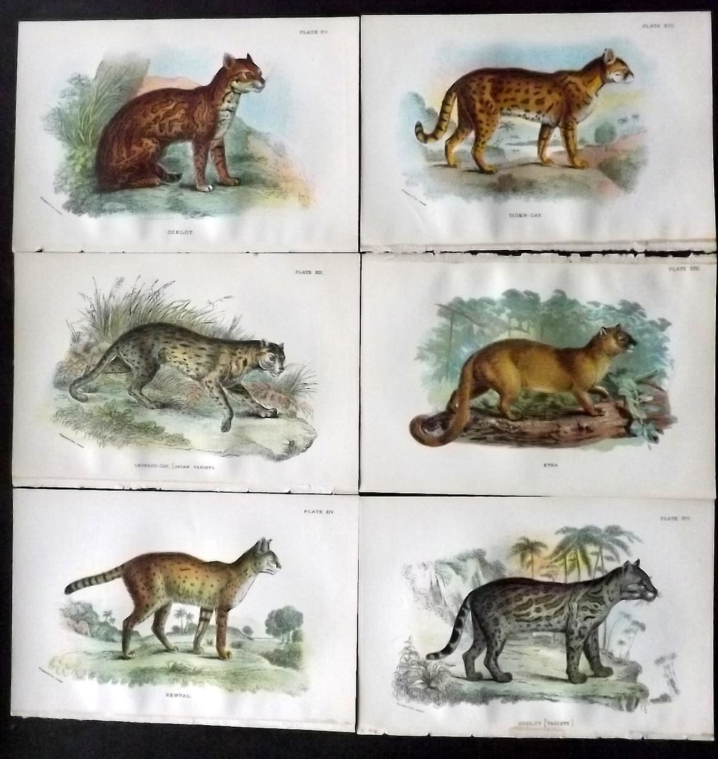 Lloyds 1896 Lot of 6 Antique Prints. Big Cats: Chromolithograph Published 1894-97, London for "Lloyds's Natural History" Edited by R. Bowdler Sharpe, W. F. Kirby, H. O. Forbes, R. Lydekker, and W. R. Olive-Grant. Illustrated after Keulemans, Gould