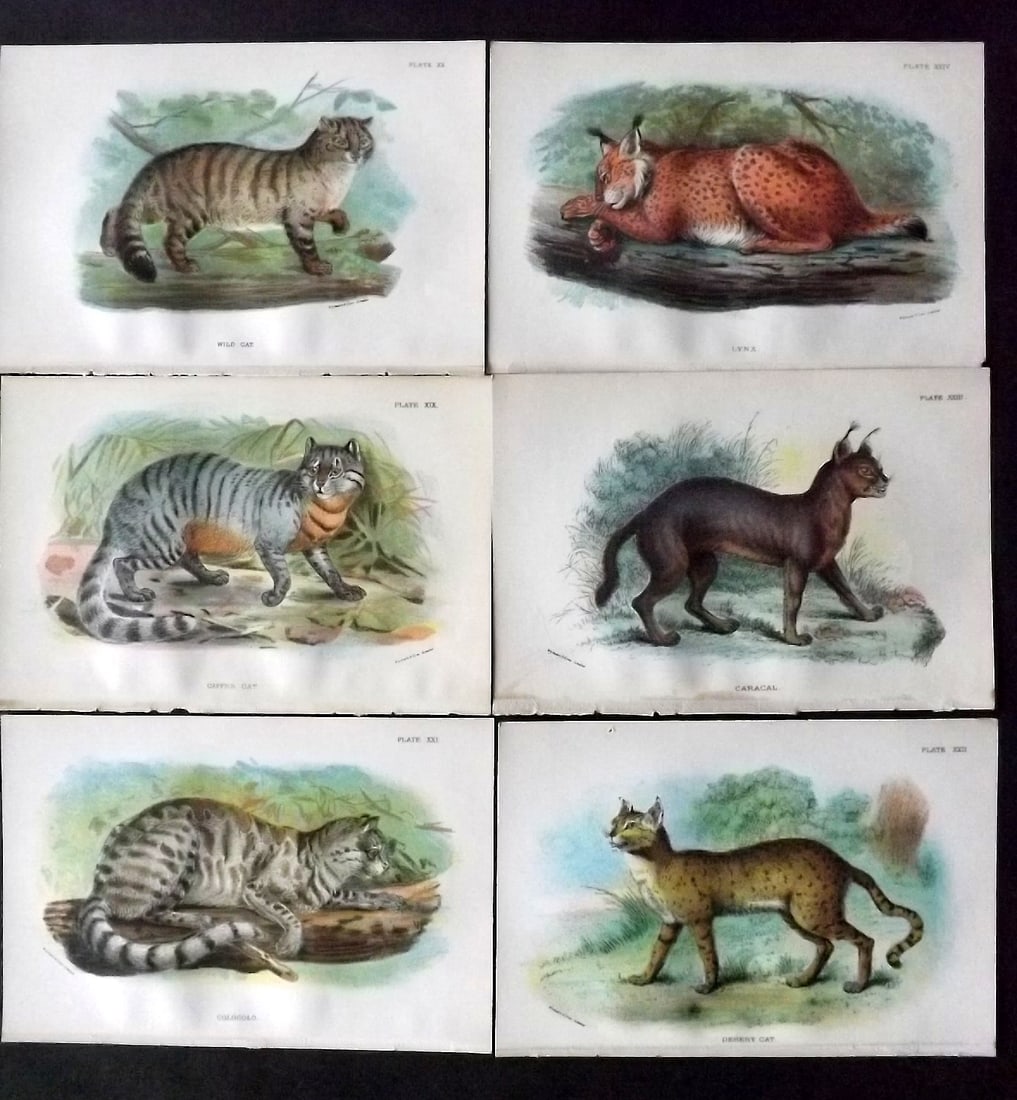 Lloyds 1896 Lot of 6 Antique Prints. Big Cats: Chromolithograph Published 1894-97, London for "Lloyds's Natural History" Edited by R. Bowdler Sharpe, W. F. Kirby, H. O. Forbes, R. Lydekker, and W. R. Olive-Grant. Illustrated after Keulemans, Gould