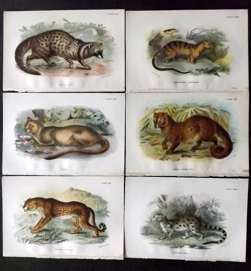 Lloyds 1896 Lot of 6 Antique Prints. Big Cats: Chromolithograph Published 1894-97, London for "Lloyds's Natural History" Edited by R. Bowdler Sharpe, W. F. Kirby, H. O. Forbes, R. Lydekker, and W. R. Olive-Grant. Illustrated after Keulemans, Gould