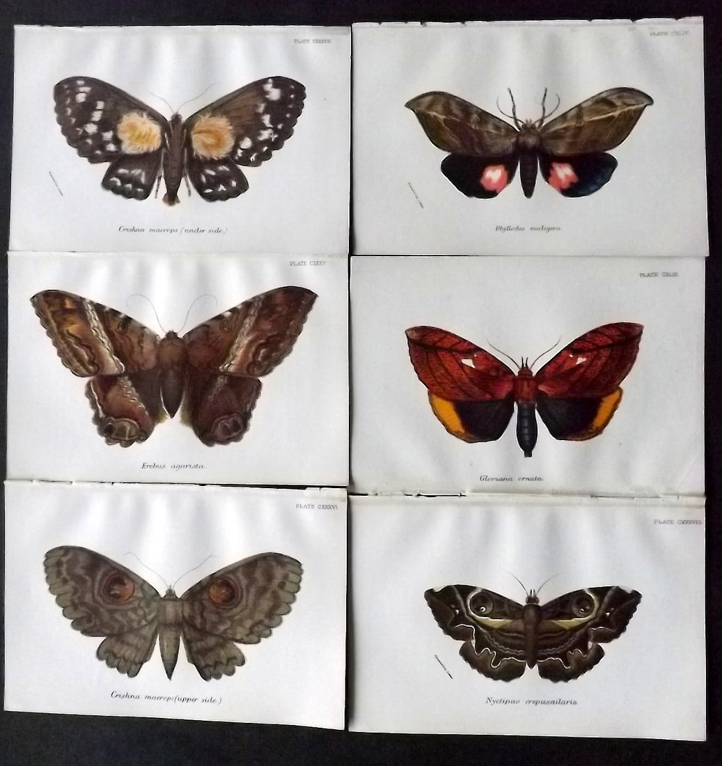 Lloyds 1896 Lot of 6 Antique Prints. Moths: Chromolithograph Published 1894-97, London for "Lloyds's Natural History" Edited by R. Bowdler Sharpe, W. F. Kirby, H. O. Forbes, R. Lydekker, and W. R. Olive-Grant. Illustrated after Keulemans, Gould