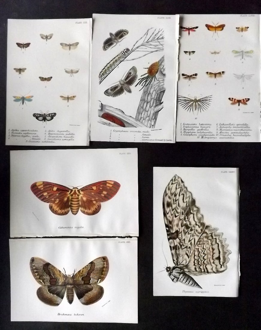 Lloyds 1896 Lot of 6 Antique Prints. Moths: Chromolithograph Published 1894-97, London for "Lloyds's Natural History" Edited by R. Bowdler Sharpe, W. F. Kirby, H. O. Forbes, R. Lydekker, and W. R. Olive-Grant. Illustrated after Keulemans, Gould