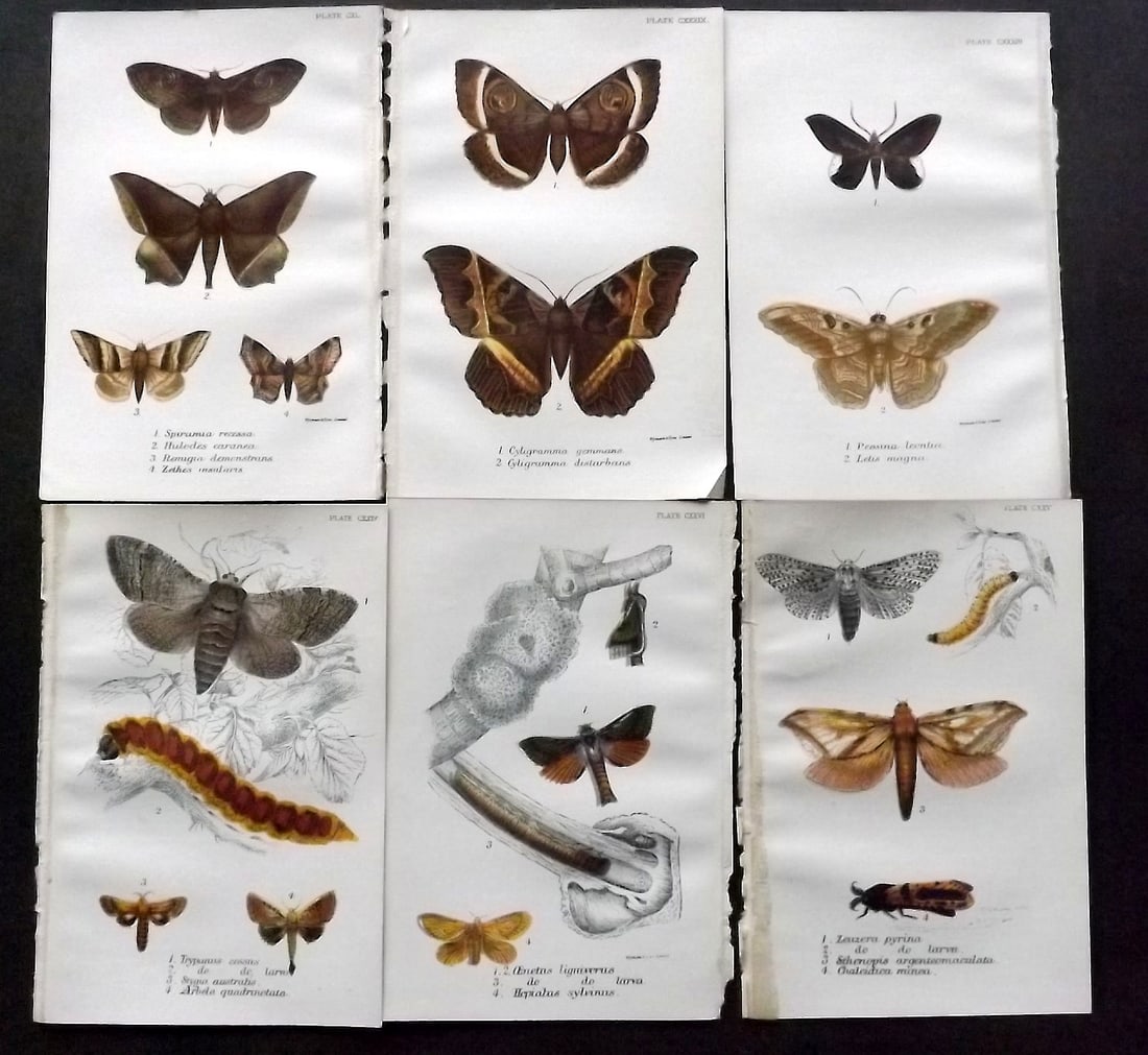 Lloyds 1896 Lot of 6 Antique Prints. Moths: Chromolithograph Published 1894-97, London for "Lloyds's Natural History" Edited by R. Bowdler Sharpe, W. F. Kirby, H. O. Forbes, R. Lydekker, and W. R. Olive-Grant. Illustrated after Keulemans, Gould