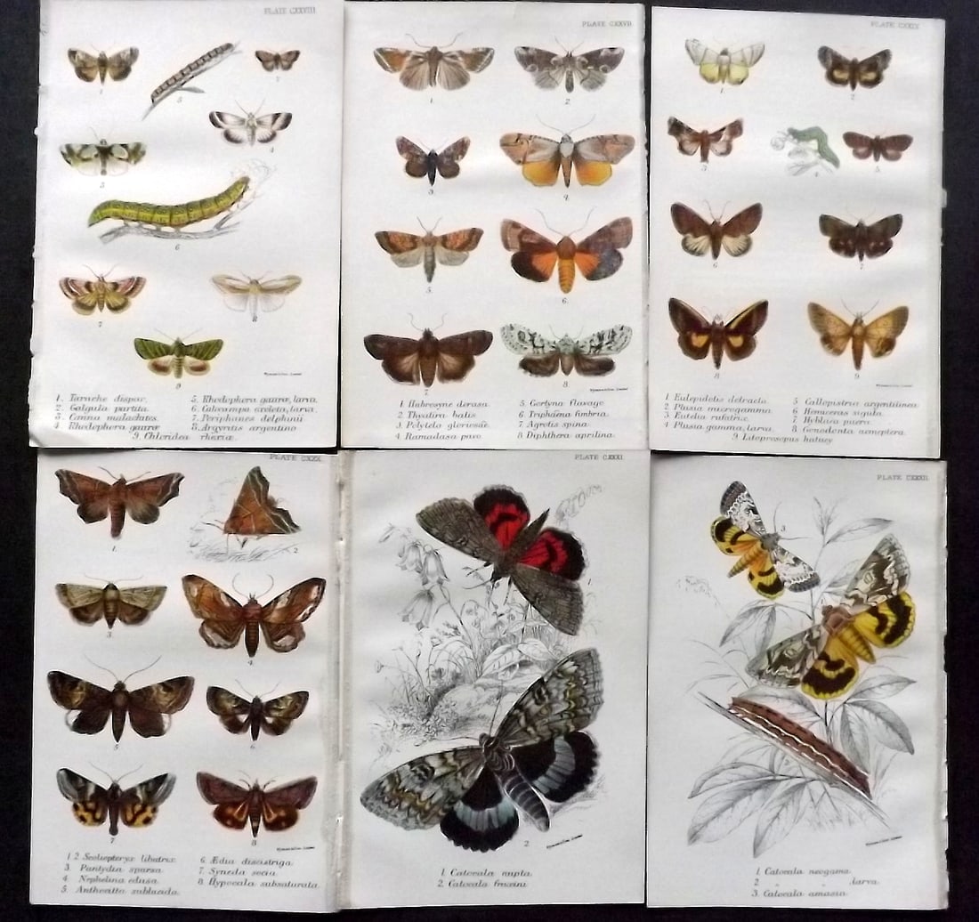 Lloyds 1896 Lot of 6 Antique Prints. Moths: Chromolithograph Published 1894-97, London for "Lloyds's Natural History" Edited by R. Bowdler Sharpe, W. F. Kirby, H. O. Forbes, R. Lydekker, and W. R. Olive-Grant. Illustrated after Keulemans, Gould