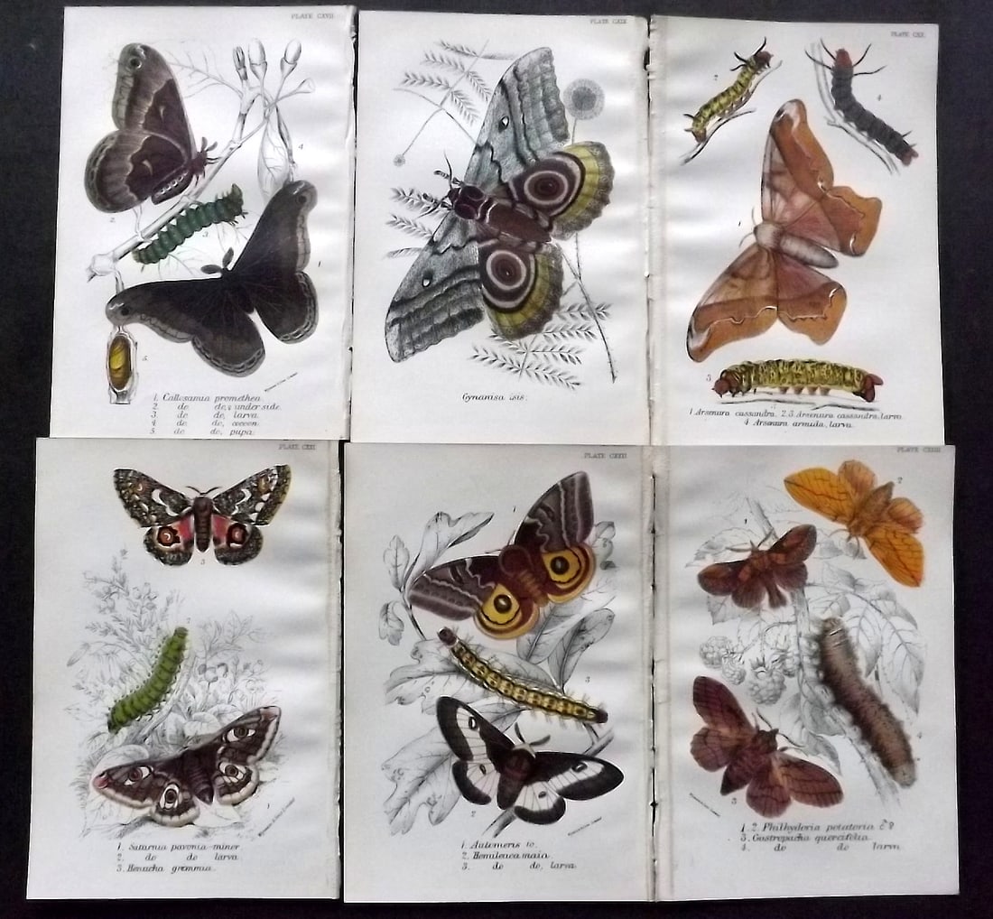 Lloyds 1896 Lot of 6 Antique Prints. Moths: Chromolithograph Published 1894-97, London for "Lloyds's Natural History" Edited by R. Bowdler Sharpe, W. F. Kirby, H. O. Forbes, R. Lydekker, and W. R. Olive-Grant. Illustrated after Keulemans, Gould