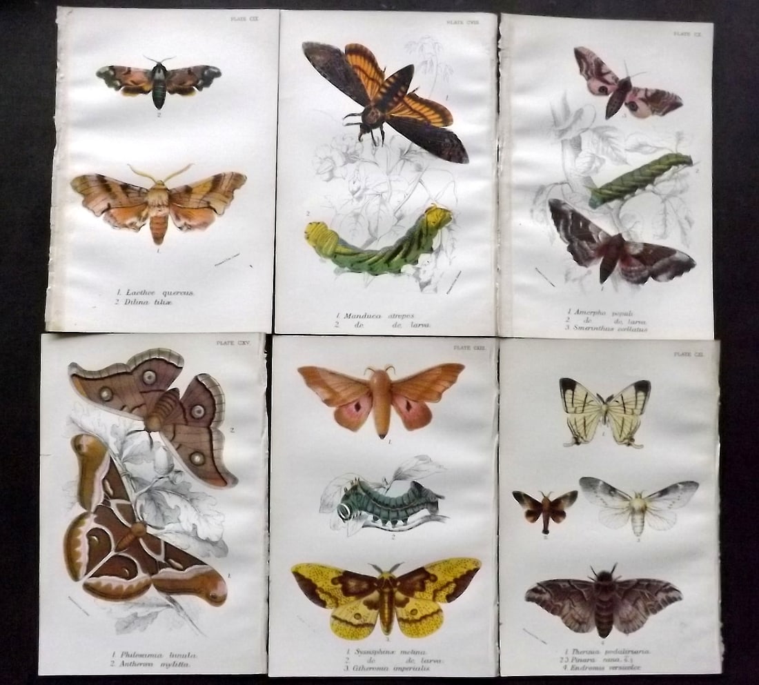 Lloyds 1896 Lot of 6 Antique Prints. Moths: Chromolithograph Published 1894-97, London for "Lloyds's Natural History" Edited by R. Bowdler Sharpe, W. F. Kirby, H. O. Forbes, R. Lydekker, and W. R. Olive-Grant. Illustrated after Keulemans, Gould