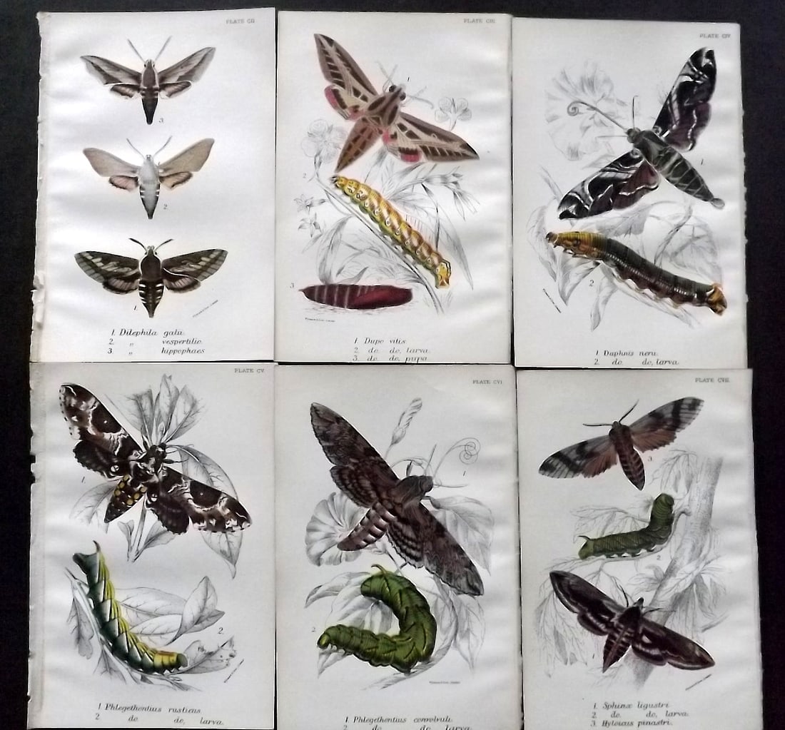 Lloyds 1896 Lot of 6 Antique Prints. Moths: Chromolithograph Published 1894-97, London for "Lloyds's Natural History" Edited by R. Bowdler Sharpe, W. F. Kirby, H. O. Forbes, R. Lydekker, and W. R. Olive-Grant. Illustrated after Keulemans, Gould