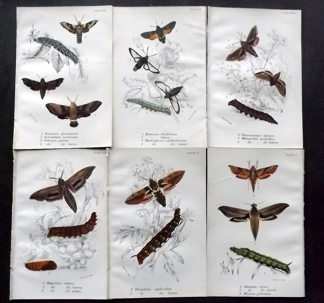 Lloyds 1896 Lot of 6 Antique Prints. Moths: Chromolithograph Published 1894-97, London for "Lloyds's Natural History" Edited by R. Bowdler Sharpe, W. F. Kirby, H. O. Forbes, R. Lydekker, and W. R. Olive-Grant. Illustrated after Keulemans, Gould