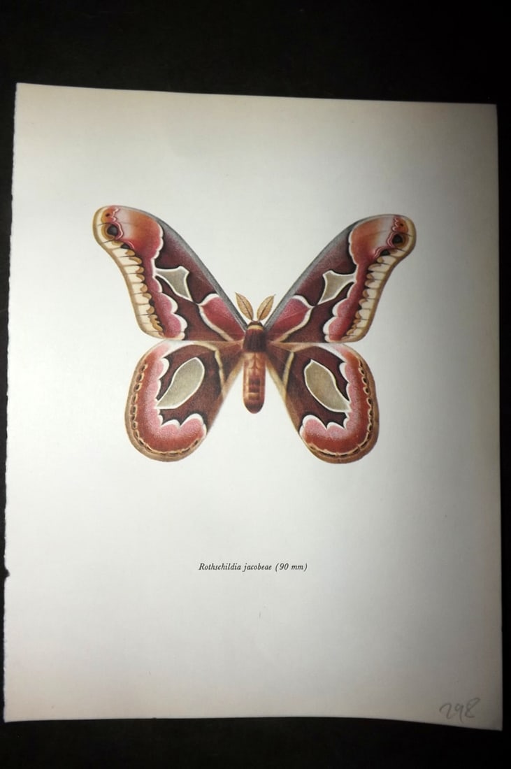 Prochazka, Frantisek 1966 Vintage Moth Print. Rothschildia Jacobeae (1 of 1)