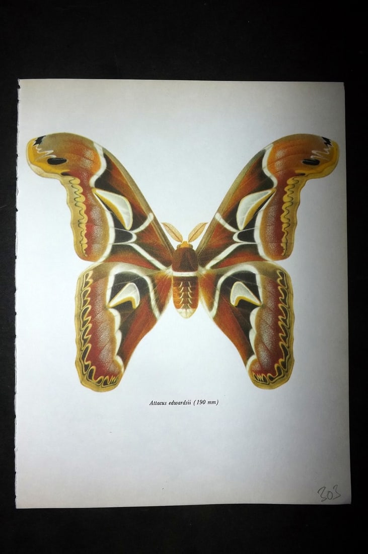 Prochazka, Frantisek 1966 Vintage Moth Print. Attacus Edwardsii (1 of 1)