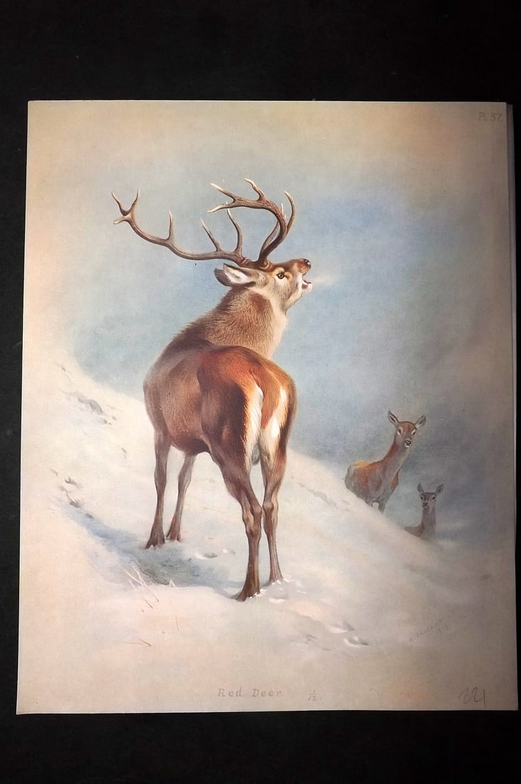 Thorburn, Archibald 1920 Rare Folio Print. Red Deer 37: Folio Chromolithographs Published 1920-21, London for "British Mammals" by Archibald Thorburn. On Heavy Stock Paper. Rare. This Edition Limited to 500 Copies. Paper Size: 12.5 x 10 inch (32 x 25cm) Go