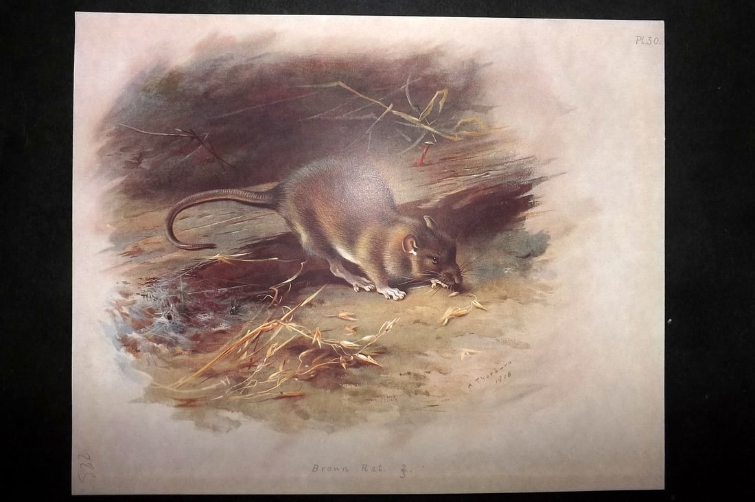 Thorburn, Archibald 1920 Rare Folio Print. Brown Rat 30: Folio Chromolithographs Published 1920-21, London for "British Mammals" by Archibald Thorburn. On Heavy Stock Paper. Rare. This Edition Limited to 500 Copies. Paper Size: 12.5 x 10 inch (32 x 25cm) Go