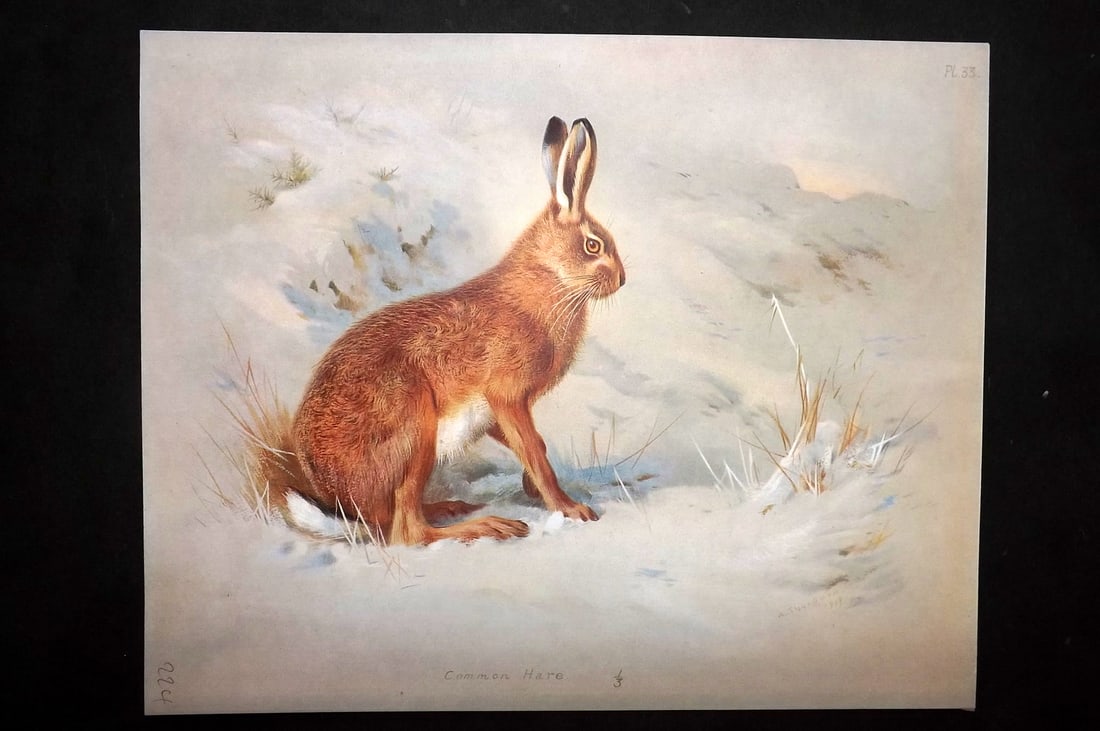 Thorburn, Archibald 1920 Rare Folio Print. Common Hare 33: Folio Chromolithographs Published 1920-21, London for "British Mammals" by Archibald Thorburn. On Heavy Stock Paper. Rare. This Edition Limited to 500 Copies. Paper Size: 12.5 x 10 inch (32 x 25cm) Go