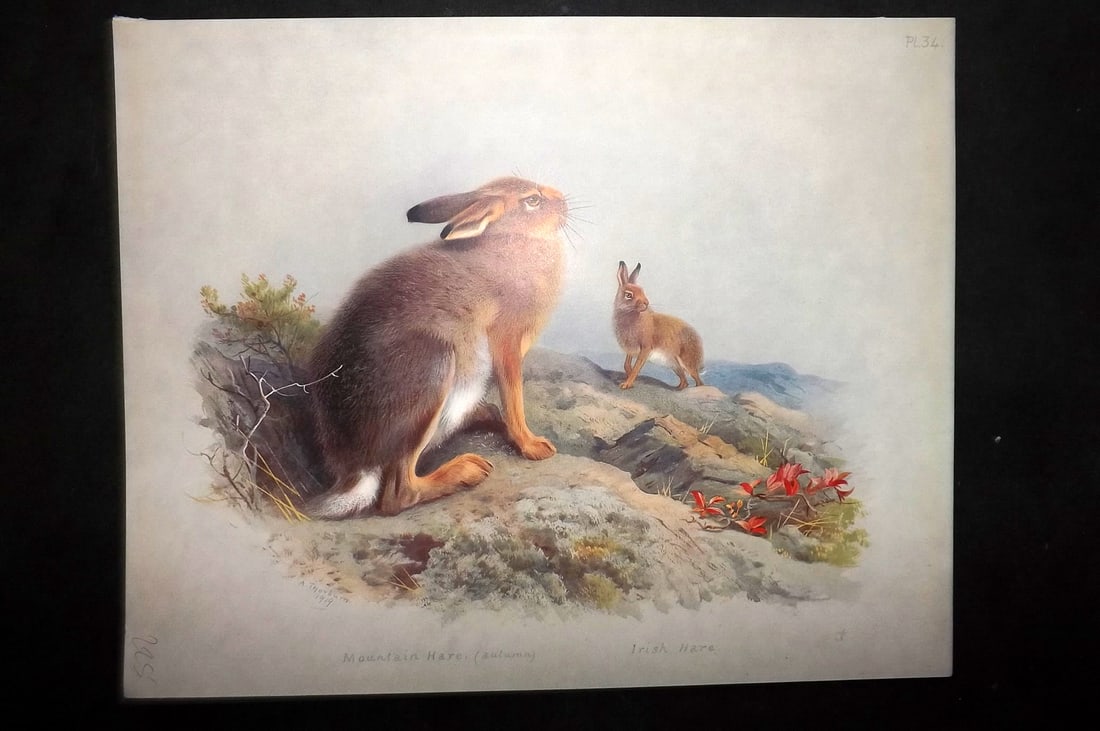 Thorburn, Archibald 1920 Rare Folio Print. Mountain Hare 34: Folio Chromolithographs Published 1920-21, London for "British Mammals" by Archibald Thorburn. On Heavy Stock Paper. Rare. This Edition Limited to 500 Copies. Paper Size: 12.5 x 10 inch (32 x 25cm) Go