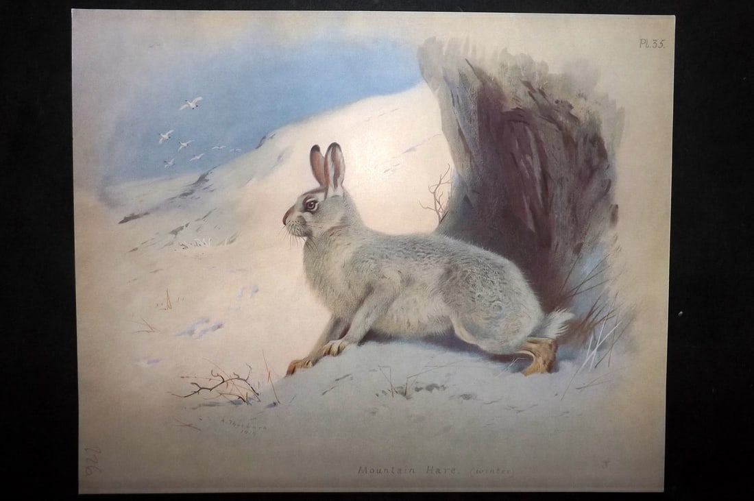 Thorburn, Archibald 1920 Rare Folio Print. Mountain Hare (Winter) 35: Folio Chromolithographs Published 1920-21, London for "British Mammals" by Archibald Thorburn. On Heavy Stock Paper. Rare. This Edition Limited to 500 Copies. Paper Size: 12.5 x 10 inch (32 x 25cm) Go