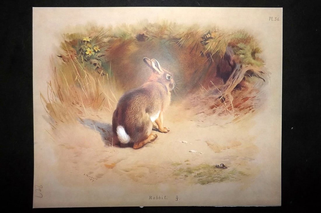Thorburn, Archibald 1920 Rare Folio Print. Rabbit 36: Folio Chromolithographs Published 1920-21, London for "British Mammals" by Archibald Thorburn. On Heavy Stock Paper. Rare. This Edition Limited to 500 Copies. Paper Size: 12.5 x 10 inch (32 x 25cm) Go