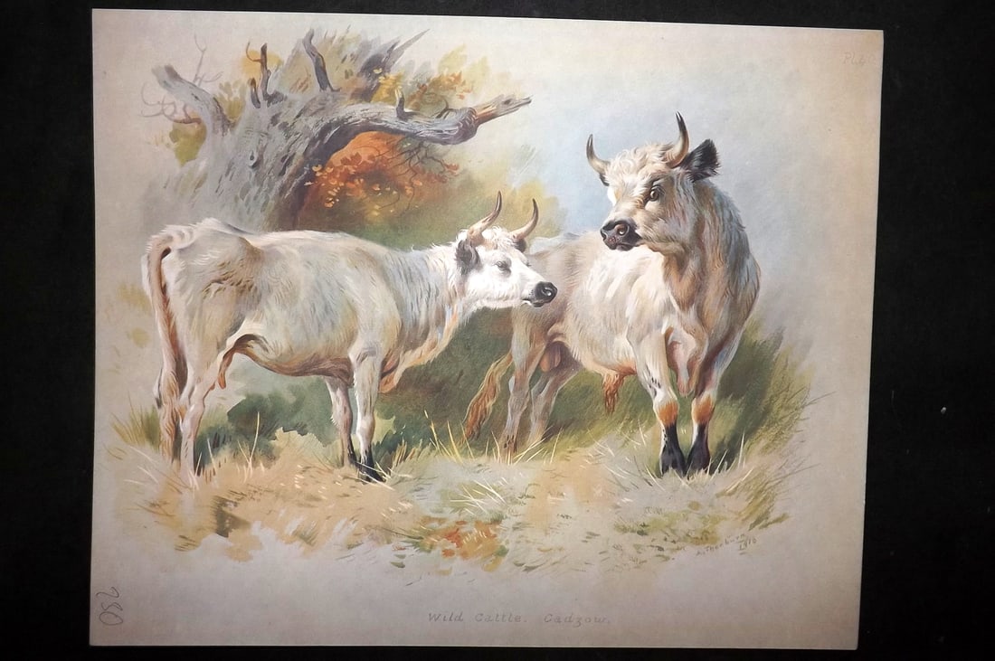 Thorburn, Archibald 1920 Rare Folio Print. Wild Cattle 40: Folio Chromolithographs Published 1920-21, London for "British Mammals" by Archibald Thorburn. On Heavy Stock Paper. Rare. This Edition Limited to 500 Copies. Paper Size: 12.5 x 10 inch (32 x 25cm) Go
