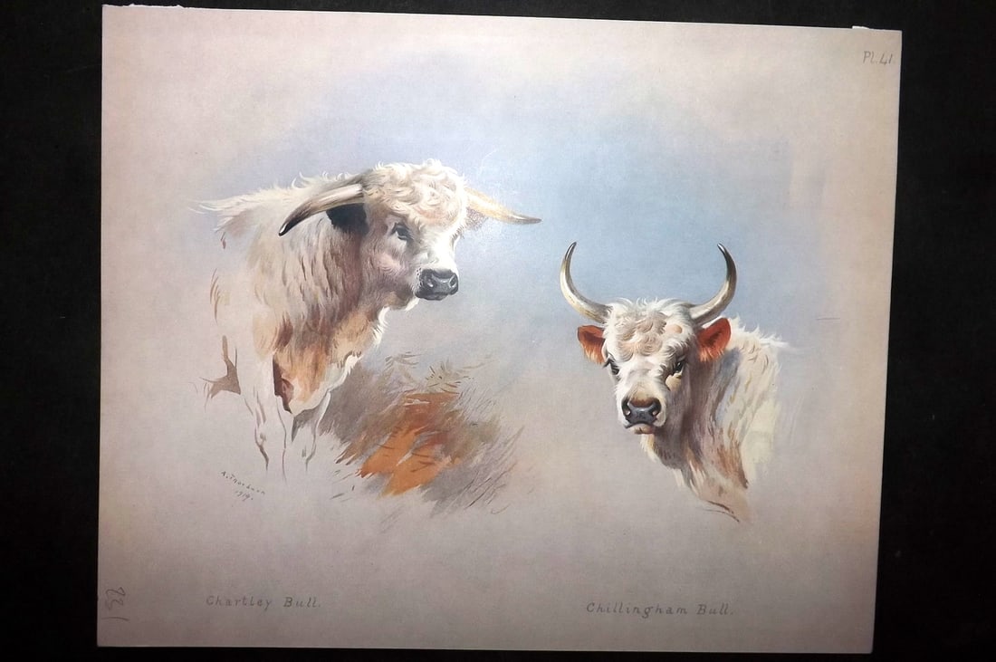 Thorburn, Archibald 1920 Rare Folio Print. Chartley & Chillingham Bull 41: Folio Chromolithographs Published 1920-21, London for "British Mammals" by Archibald Thorburn. On Heavy Stock Paper. Rare. This Edition Limited to 500 Copies. Paper Size: 12.5 x 10 inch (32 x 25cm) Go