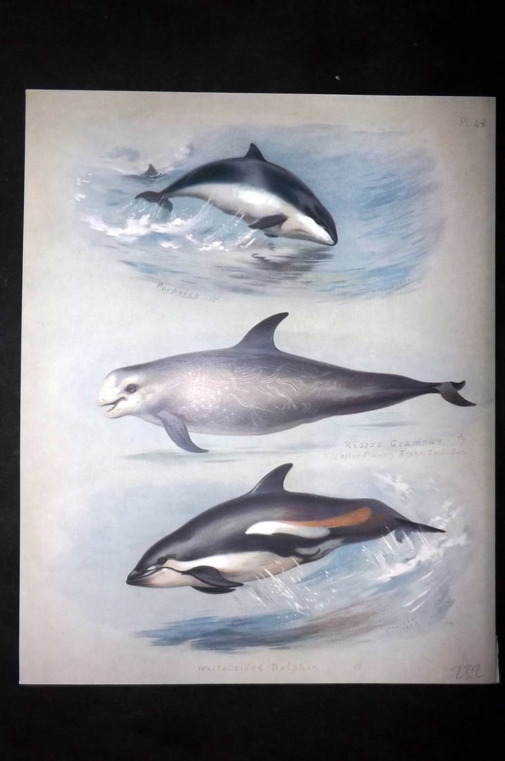 Thorburn, Archibald 1920 Rare Folio Print. Porpoise, Grampus, Dolphin 49: Folio Chromolithographs Published 1920-21, London for "British Mammals" by Archibald Thorburn. On Heavy Stock Paper. Rare. This Edition Limited to 500 Copies. Paper Size: 12.5 x 10 inch (32 x 25cm) Go