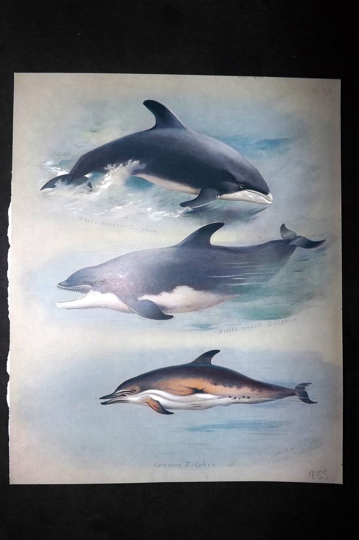 Thorburn, Archibald 1920 Rare Folio Print. Dolphins 50: Folio Chromolithographs Published 1920-21, London for "British Mammals" by Archibald Thorburn. On Heavy Stock Paper. Rare. This Edition Limited to 500 Copies. Paper Size: 12.5 x 10 inch (32 x 25cm) Go