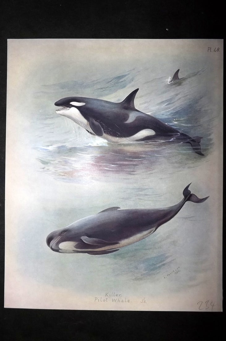 Thorburn, Archibald 1920 Rare Folio Print. Killer & Pilot Whales 48: Folio Chromolithographs Published 1920-21, London for "British Mammals" by Archibald Thorburn. On Heavy Stock Paper. Rare. This Edition Limited to 500 Copies. Paper Size: 12.5 x 10 inch (32 x 25cm) Go