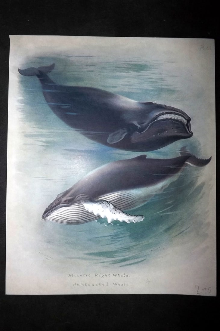 Thorburn, Archibald 1920 Folio Print. Hump Back & Atlantic Right Whale 42: Folio Chromolithographs Published 1920-21, London for "British Mammals" by Archibald Thorburn. On Heavy Stock Paper. Rare. This Edition Limited to 500 Copies. Paper Size: 12.5 x 10 inch (32 x 25cm) Go