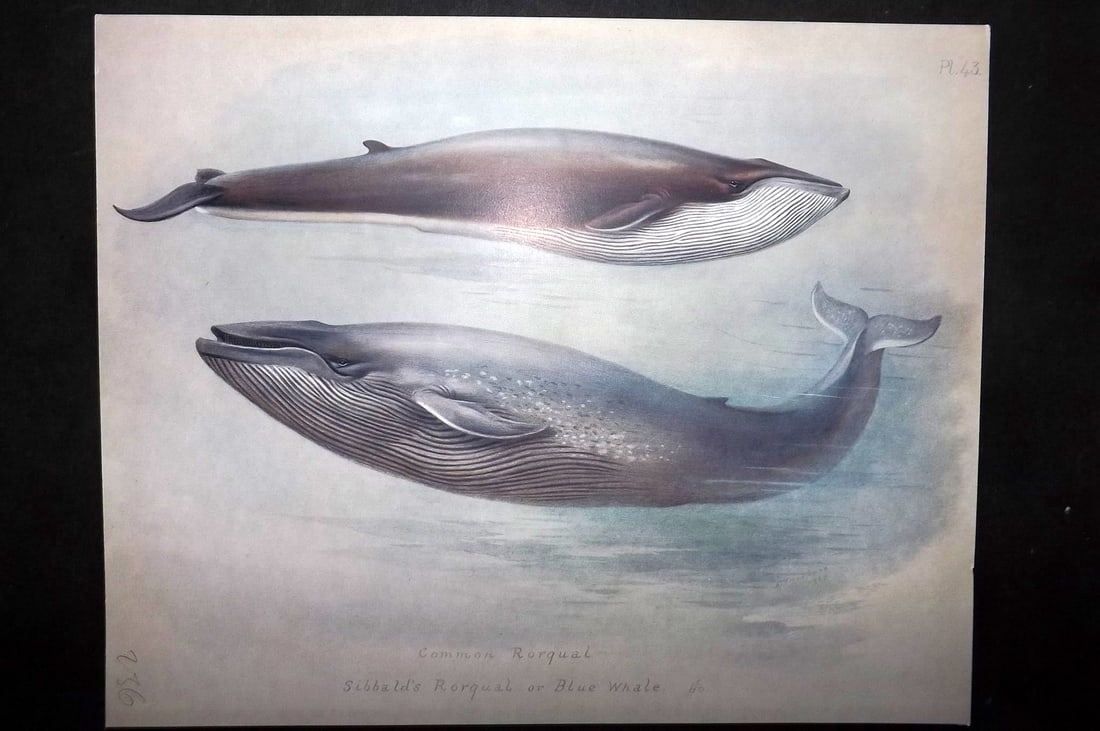 Thorburn, Archibald 1920 Rare Folio Print. Blue Whale, Rorqual 43: Folio Chromolithographs Published 1920-21, London for "British Mammals" by Archibald Thorburn. On Heavy Stock Paper. Rare. This Edition Limited to 500 Copies. Paper Size: 12.5 x 10 inch (32 x 25cm) Go