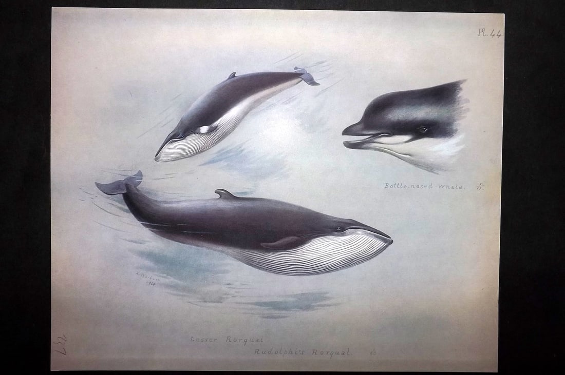 Thorburn, Archibald 1920 Rare Folio Print. Rorqual Whales 44: Folio Chromolithographs Published 1920-21, London for "British Mammals" by Archibald Thorburn. On Heavy Stock Paper. Rare. This Edition Limited to 500 Copies. Paper Size: 12.5 x 10 inch (32 x 25cm) Go