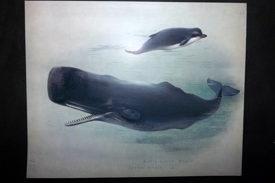 Thorburn, Archibald 1920 Rare Folio Print. Bottle Nosed & Sperm Whale 45: Folio Chromolithographs Published 1920-21, London for "British Mammals" by Archibald Thorburn. On Heavy Stock Paper. Rare. This Edition Limited to 500 Copies. Paper Size: 12.5 x 10 inch (32 x 25cm) Go