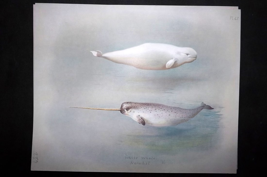 Thorburn, Archibald 1920 Rare Folio Print. White Whale & Narwhal 47: Folio Chromolithographs Published 1920-21, London for "British Mammals" by Archibald Thorburn. On Heavy Stock Paper. Rare. This Edition Limited to 500 Copies. Paper Size: 12.5 x 10 inch (32 x 25cm) Go