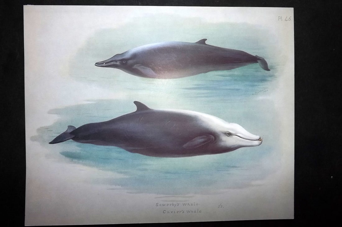 Thorburn, Archibald 1920 Rare Folio Print. Sowerby's & Cuviers Whale 46: Folio Chromolithographs Published 1920-21, London for "British Mammals" by Archibald Thorburn. On Heavy Stock Paper. Rare. This Edition Limited to 500 Copies. Paper Size: 12.5 x 10 inch (32 x 25cm) Go