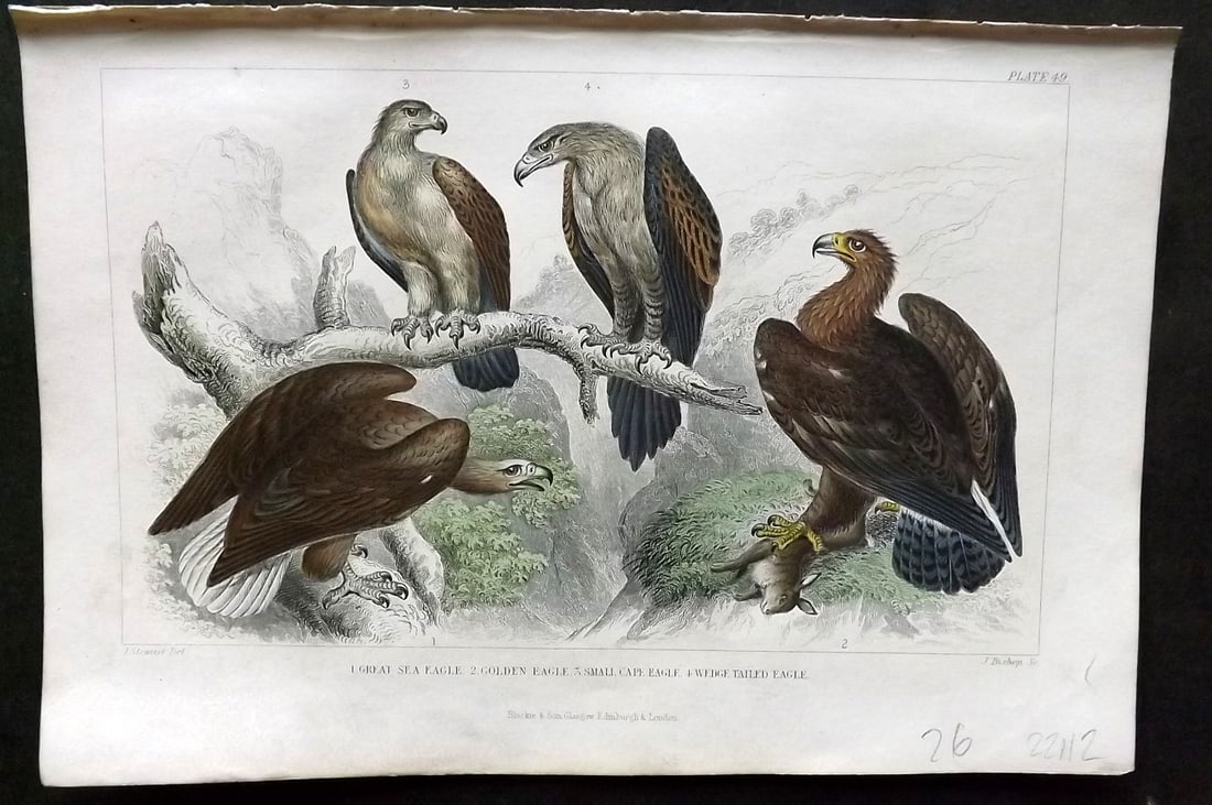 Goldsmith, Oliver 1866 HCol Bird Print. Great Sea Eagle, Golden Eagle, Cape Eagle 49: Hand Colored Steel Engraving Published 1866 by Blackie & Son, London for "A History of the Earth and Animated Nature"by Oliver Goldsmith. Paper Size: 9.5 x 6 inch (24 x 16cm) Good Condition
