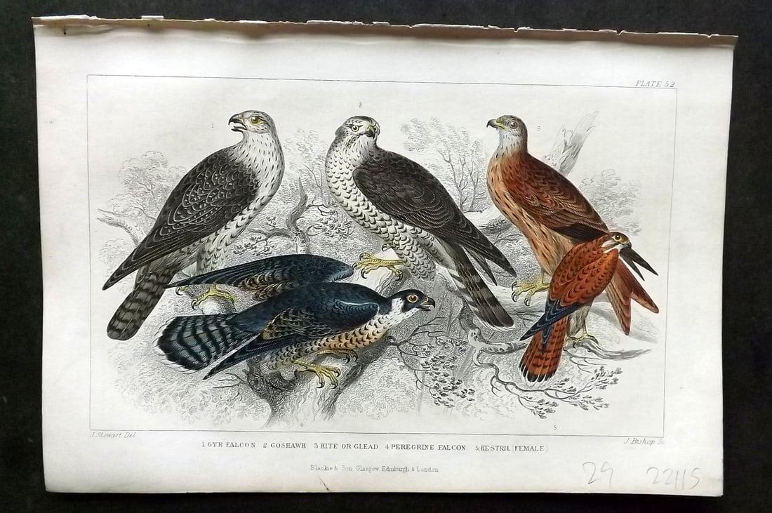 Goldsmith, Oliver 1866 HCol Bird Print. Gyr Falcon, Goshawk, Kite, Peregrine Falcon 52: Hand Colored Steel Engraving Published 1866 by Blackie & Son, London for "A History of the Earth and Animated Nature"by Oliver Goldsmith. Paper Size: 9.5 x 6 inch (24 x 16cm) Good Condition